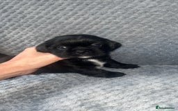 Shih Tzu dogs for sale: Pups for sale - Image 5