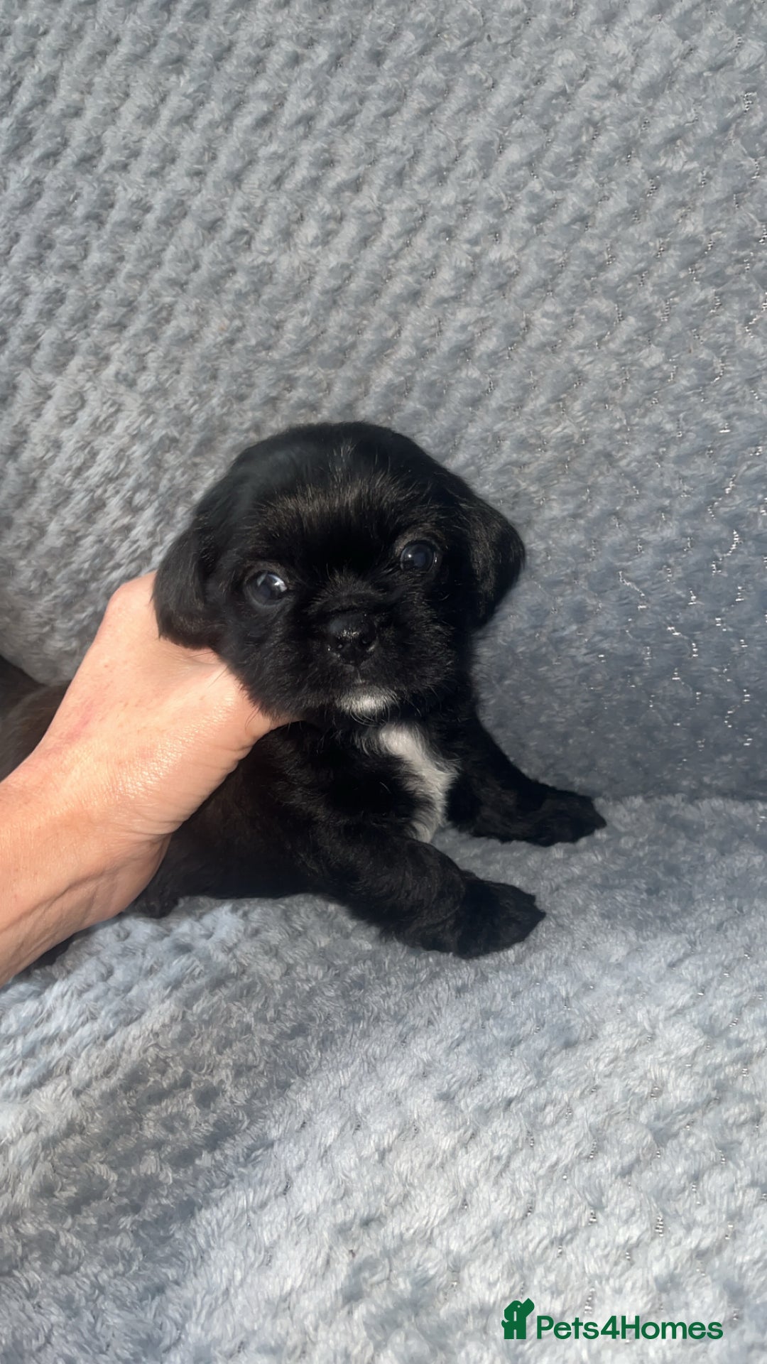 Shih Tzu dogs for sale: Pups for sale - Image 5