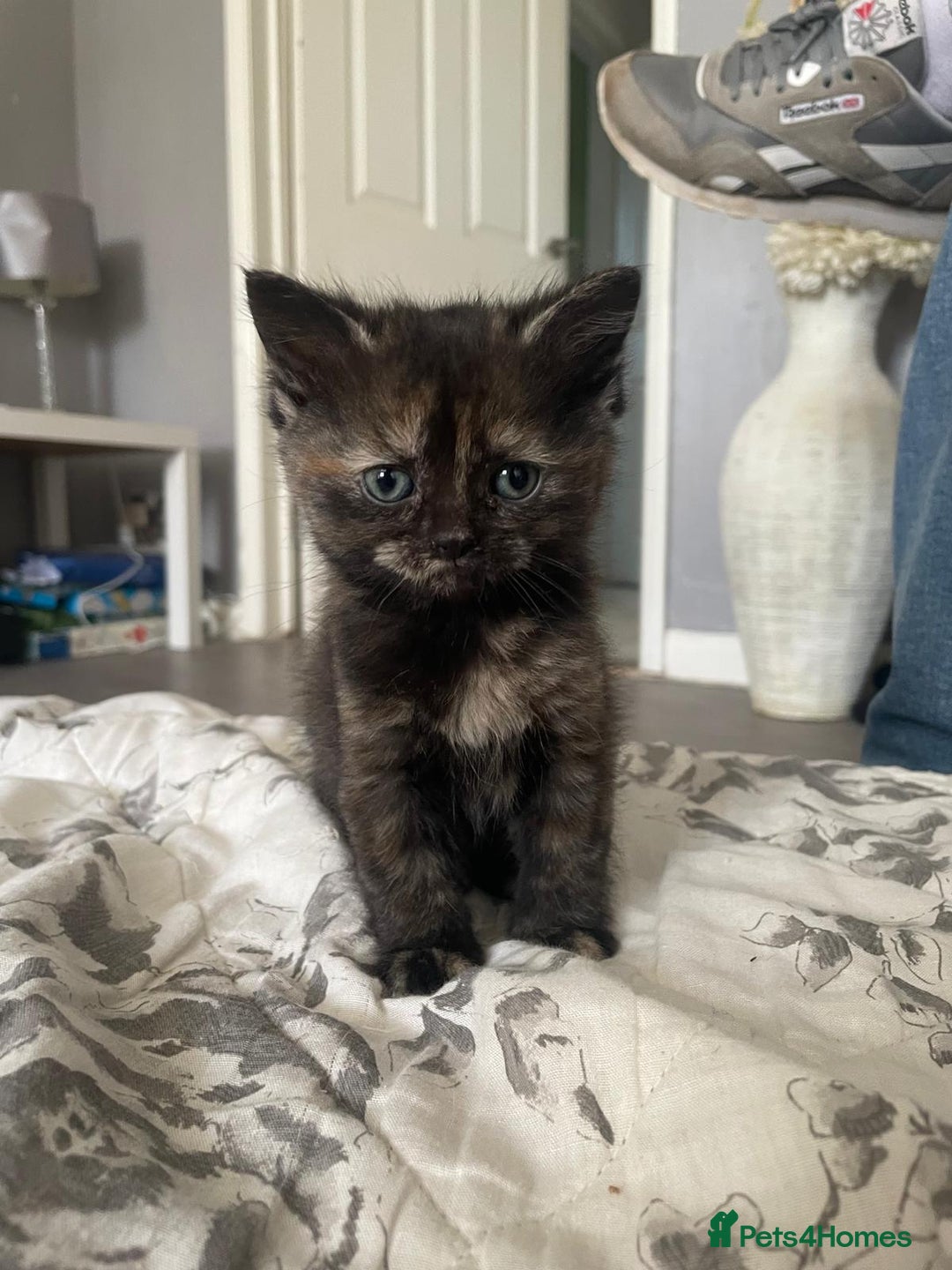 Persian cats for sale: Beautiful  silver shaded chinchilla Persian x bsh - Advert 10