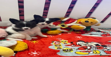 Papillon dogs Beautiful, KC reg, hereditary clear papillon pups - Advert 6