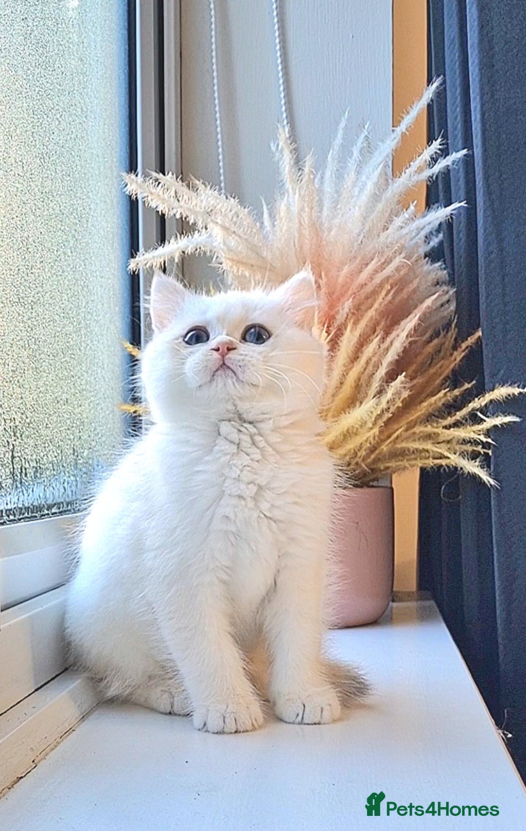 British Shorthair cats for sale: LAST KITTEN - Rare Golden Lilac Point BSH Girl - Advert 7