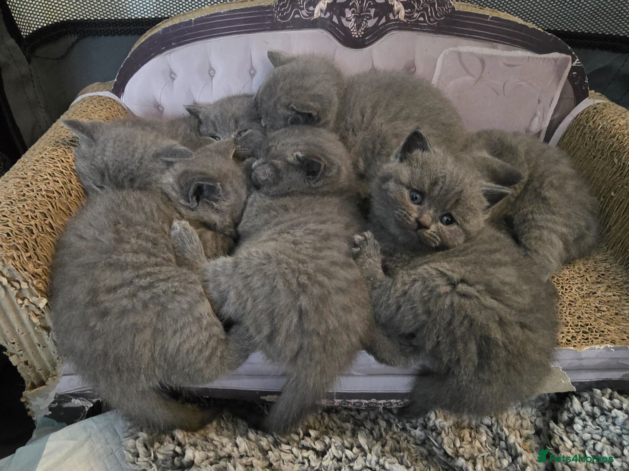 British Shorthair cats Beautiful British Shorthair Kittens  - Advert 3