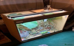 Chameleon reptiles for sale: Yemen Chameleon + Vivarium Setup Kit - Image 12