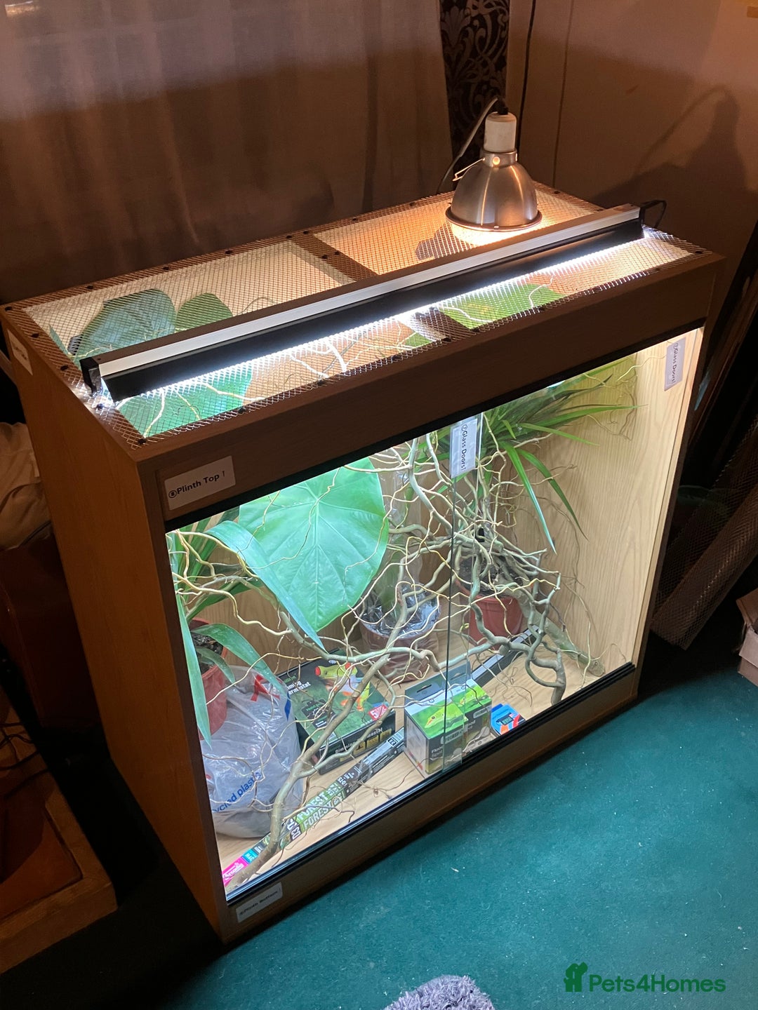 Chameleon reptiles for sale: Yemen Chameleon + Vivarium Setup Kit - Image 12
