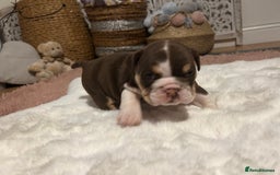 English Bulldog dogs for sale: 💖 5 Adorable English bulldog puppies 💖 - Image 7