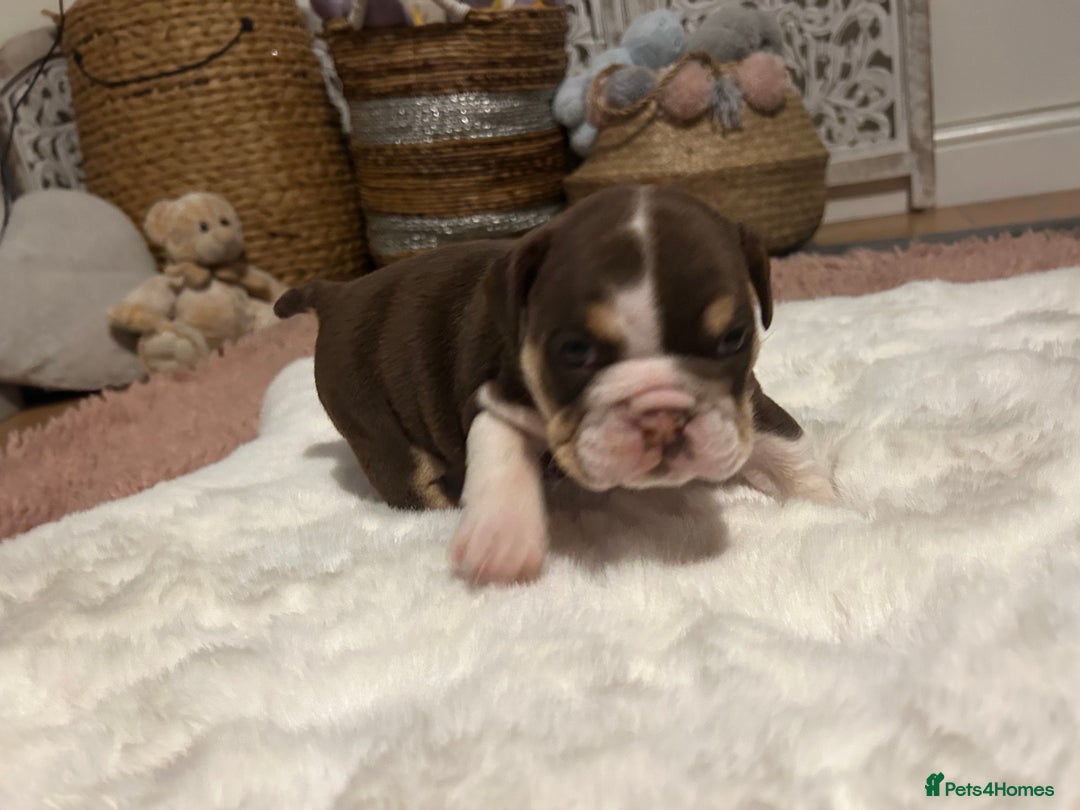 English Bulldog dogs for sale: 💖 5 Adorable English bulldog puppies 💖 - Image 7