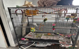 Budgerigars birds for sale: Budgies for sale  - Image 5