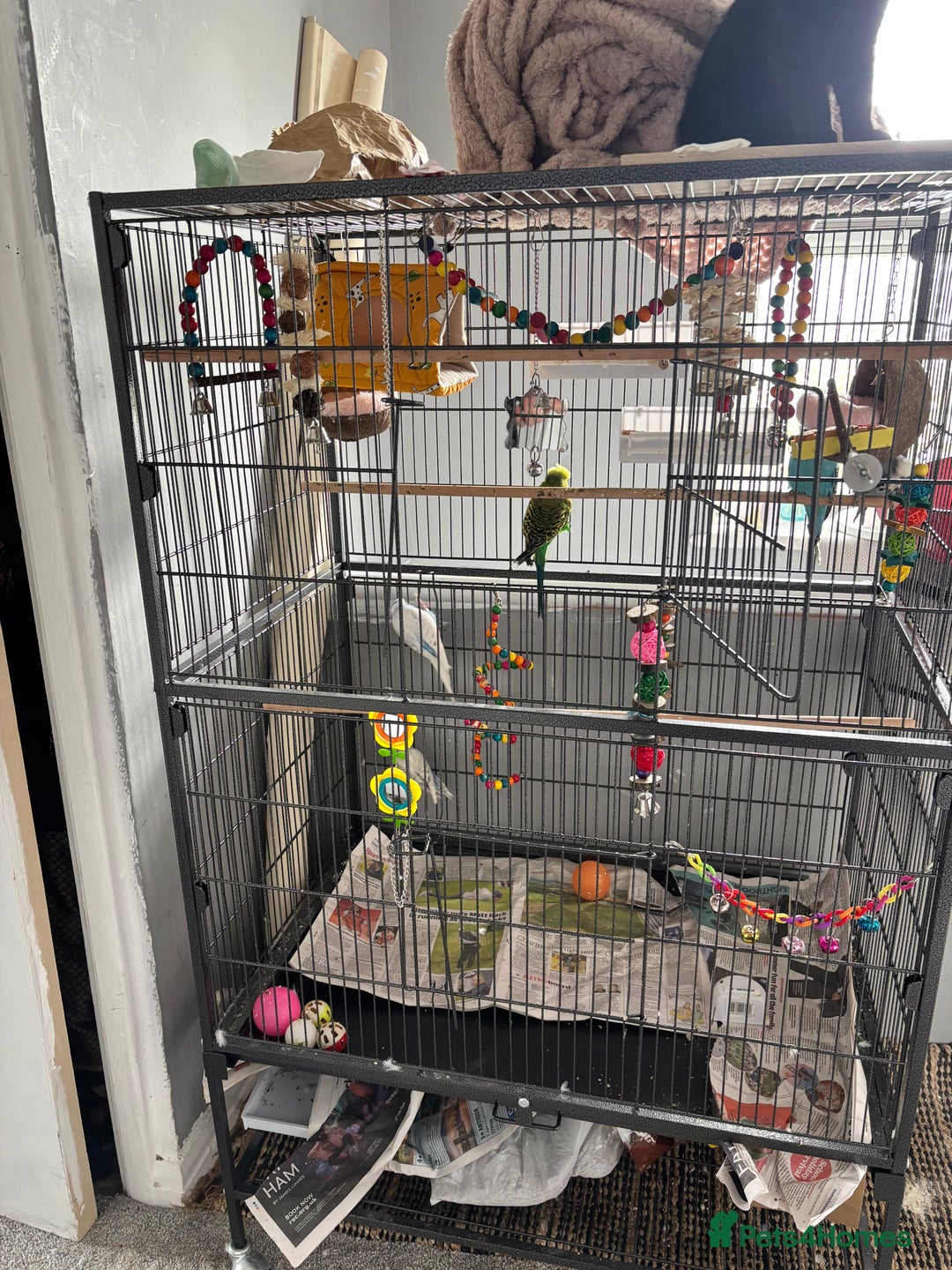 Budgerigars birds for sale: Budgies for sale  - Image 5