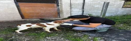 Brittany Spaniel dogs for adoption: Unique in Alfreton - Advert 5
