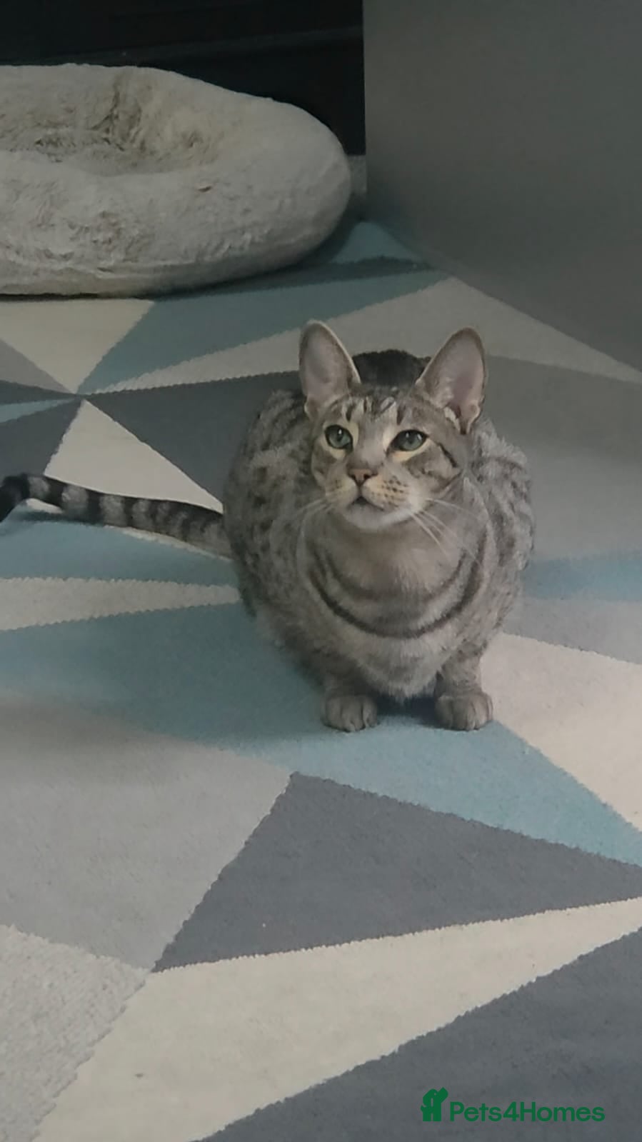 Savannah cats Beautiful silver female, electra, f6 savannah - Advert 4