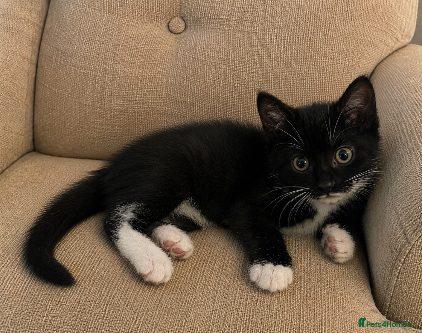Mixed Breed cats Playful kitens - Advert 3