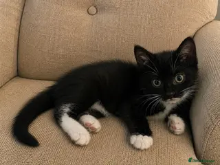 Mixed Breed cats Playful kitens - Advert 16