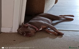 Mixed Breed dogs for sale: Honey (French bully x pocket bully) - Image 2