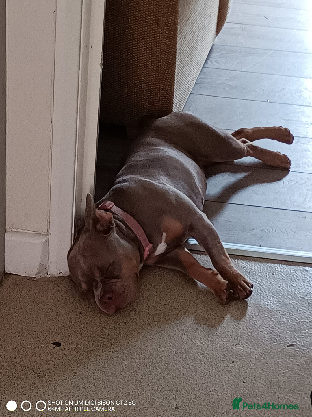 Mixed Breed dogs for sale: Honey (French bully x pocket bully) - Image 2