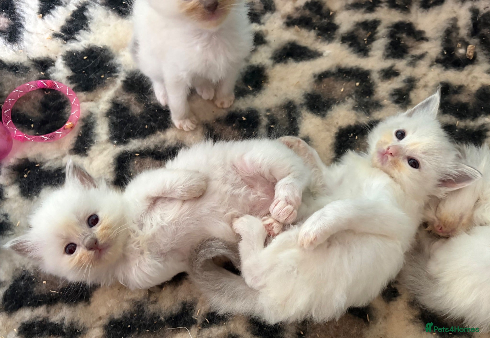 Ragdoll cats Beautiful ragdolls  - Advert 3