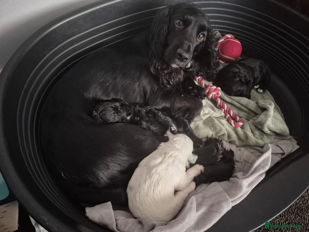 Cockapoo dogs for sale: beautiful F1 small black female cockapoo - Advert 3