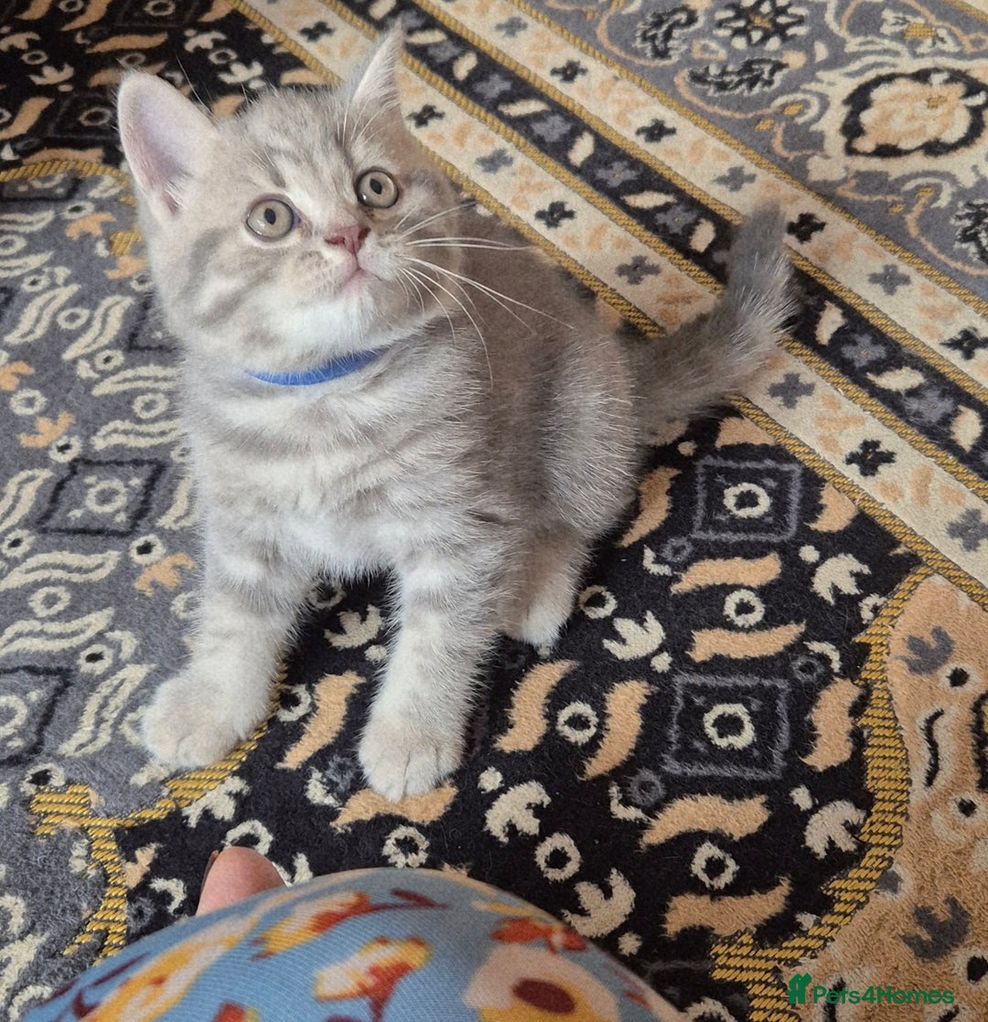 British Shorthair cats for sale: Beautiful BSH Kittens - Image 20
