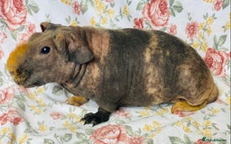 Guinea Pig rodents for sale: Pair of skinny pig baby boys ready now - Image 5