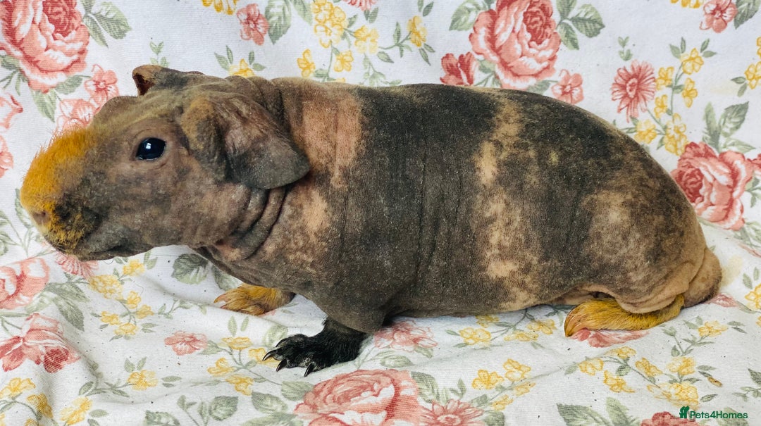Guinea Pig rodents for sale: Pair of skinny pig baby boys ready now - Image 5
