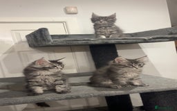 Maine Coon cats for sale:  TICA Maine Coon Kittens Ready for  **  🎁  - Advert 22