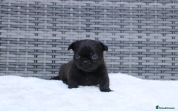 Mixed Breed dogs for sale: French bulldog X imperial shih tzu  - Image 22