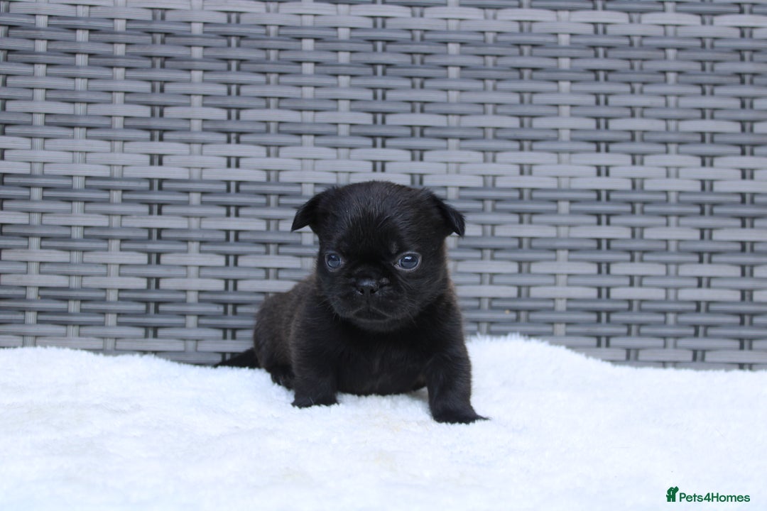 Mixed Breed dogs for sale: French bulldog X imperial shih tzu  - Image 22