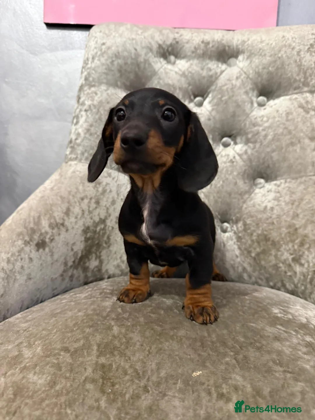 Miniature Dachshund dogs for sale: REDUCED Venus Rocket and Comet piebald dachshunds  - Advert 25