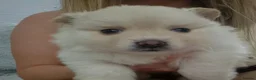Pomeranian dogs for sale:  🐾💕 GORGEOUS POMERANIAN PUPPIES 💕🐾 - Advert 8