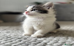 Persian cats for sale: Persian Russian doll x kittens  - Image 8