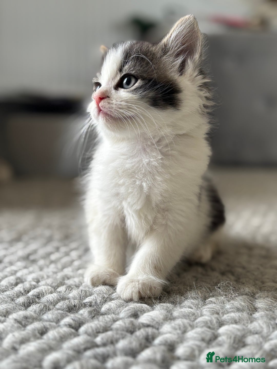 Persian cats for sale: Persian Russian doll x kittens  - Image 8