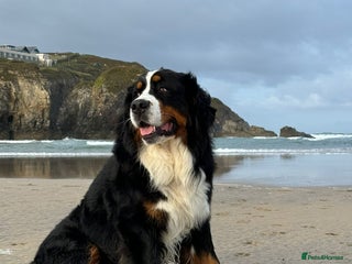 Bernese Mountain Dog dogs in Eye - Advert 5