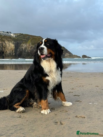 Bernese Mountain Dog dogs in Eye - Advert 1