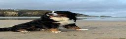 Bernese Mountain Dog dogs for stud: Stunning proven stud dog  - Advert 2