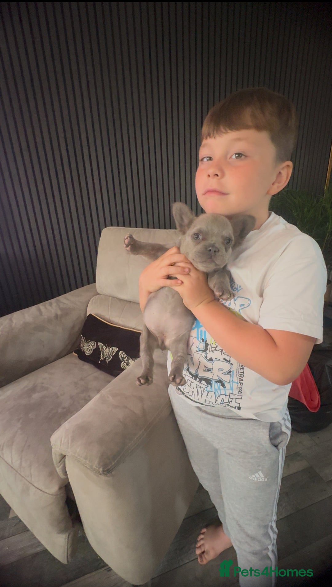 French Bulldog dogs for sale: Frenchie girl puppy’s 1 visual fluffy, 1 big rope  - Image 7