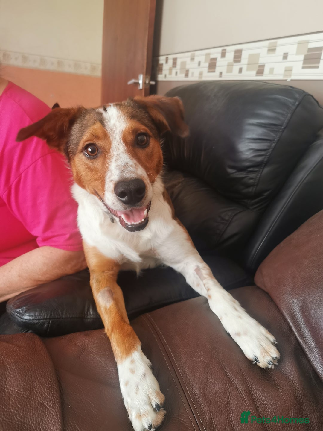Border Collie dogs for sale: Border Collie X - Image 1