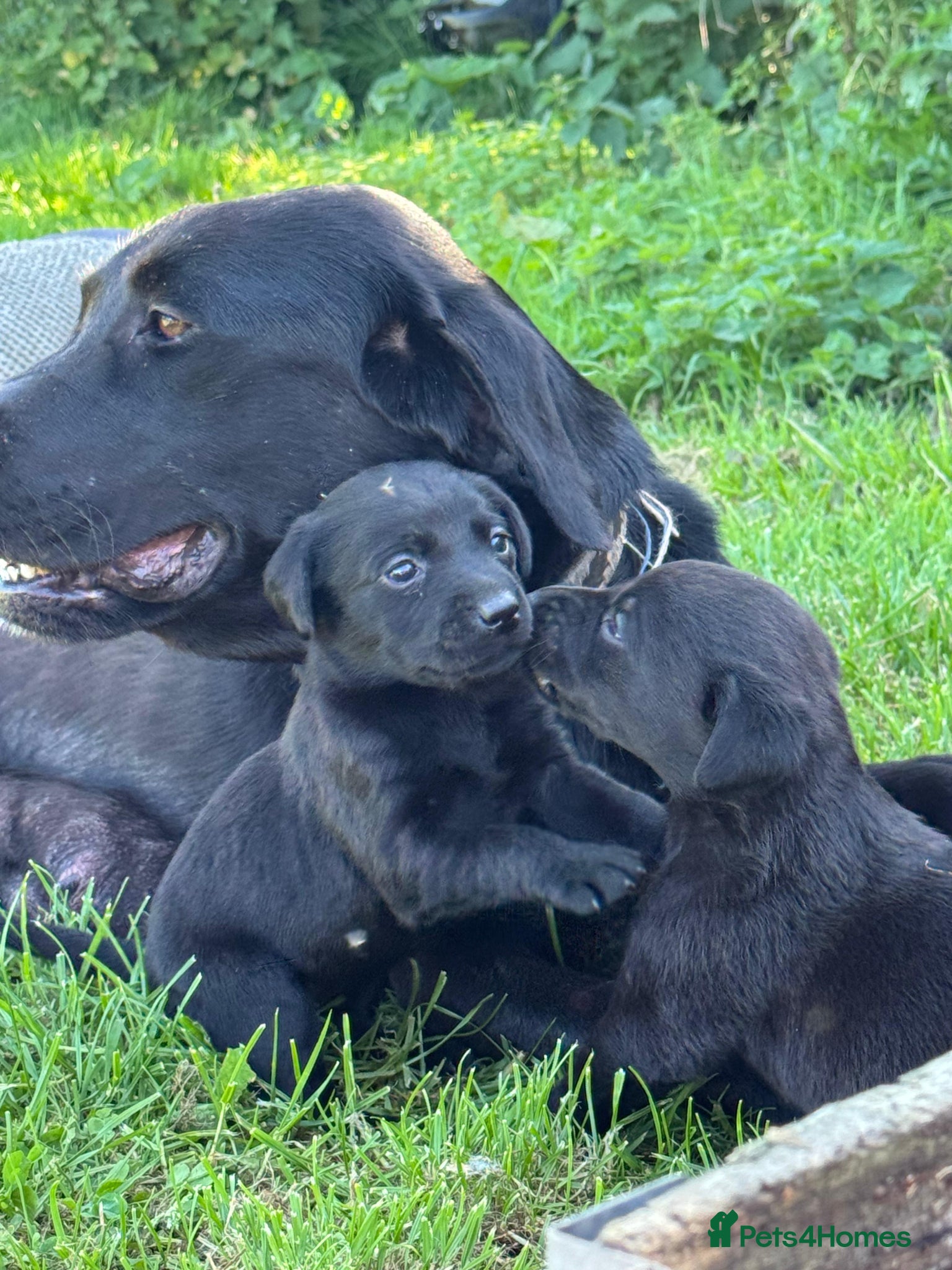 Labrador Retriever dogs Lovely working labrador puppies  - Advert 8