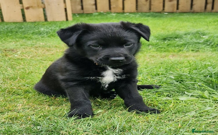 Mixed Breed dogs - Advert 1