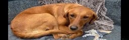 Labrador Retriever dogs for sale: Labrador puppies Fox Red - Advert 3