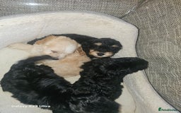 Cockapoo dogs for sale: Beautiful cockapoo babies!  - Image 5