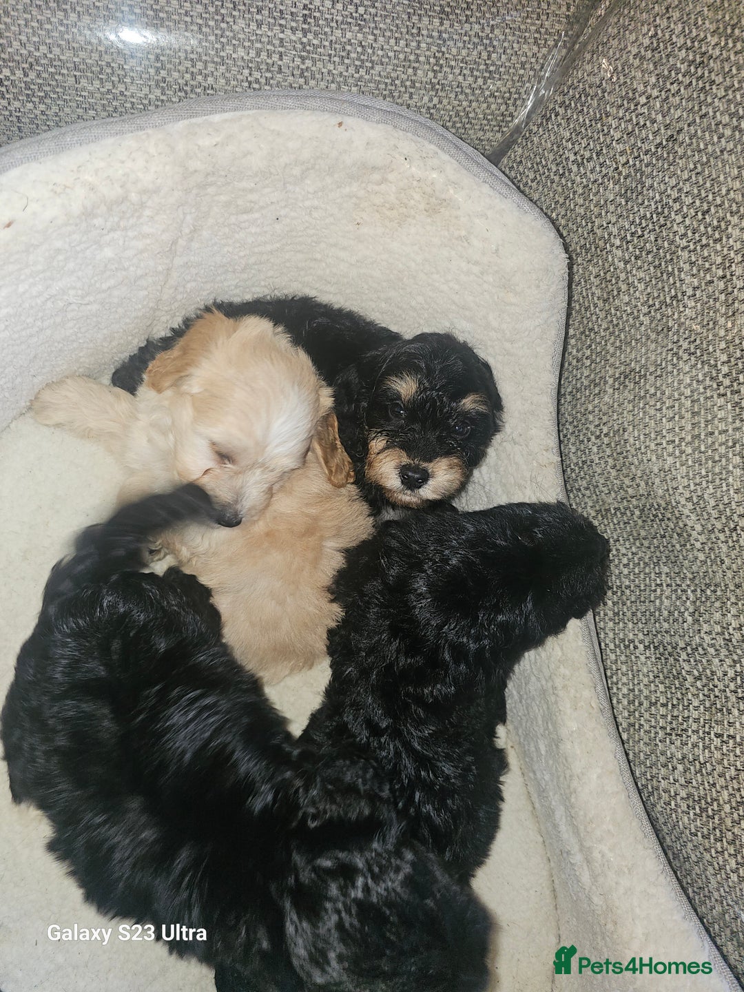 Cockapoo dogs for sale: Beautiful cockapoo babies!  - Image 5