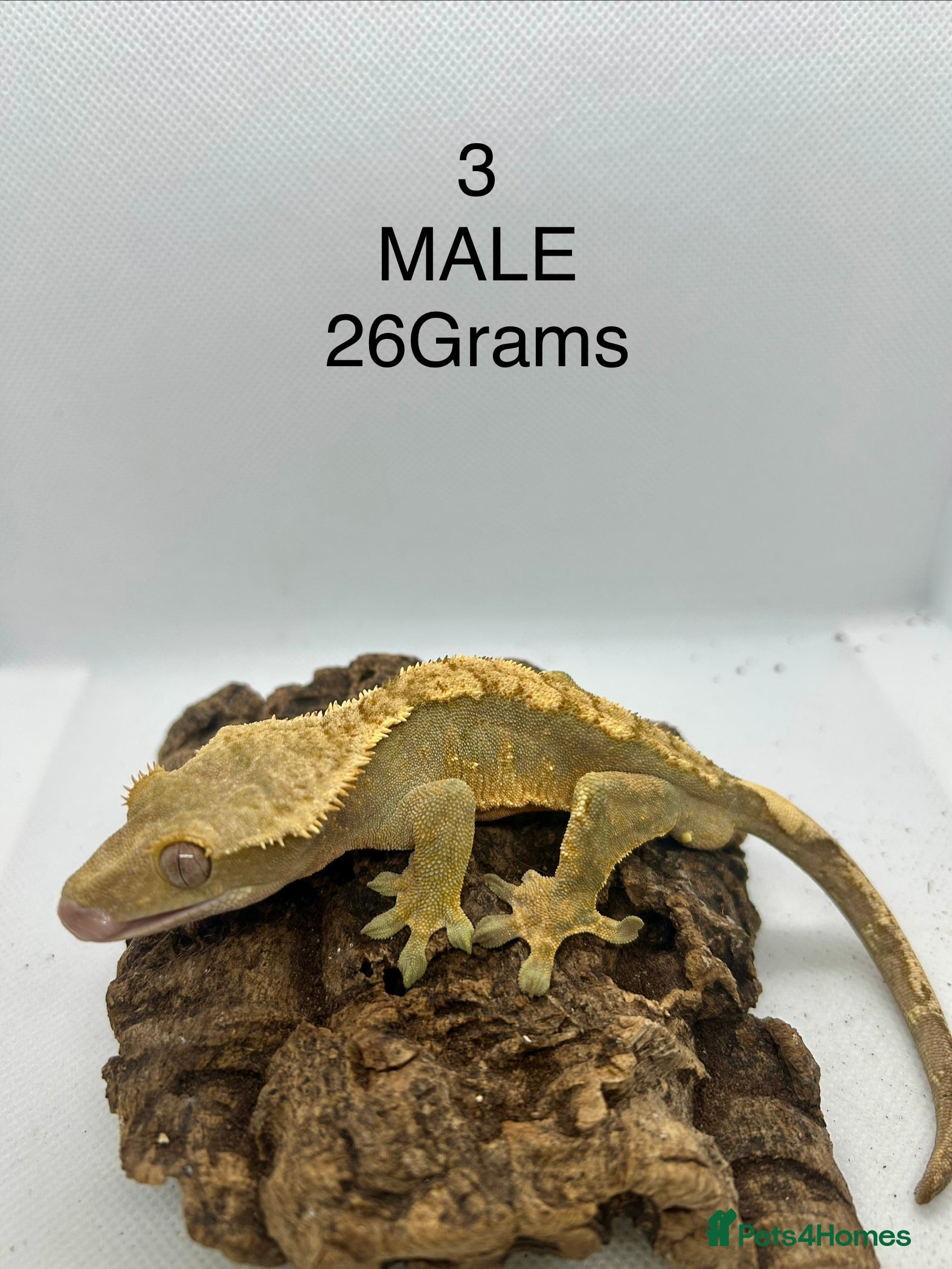 Gecko reptiles MALE + FEMALE CRESTED GECKOS  - Advert 21