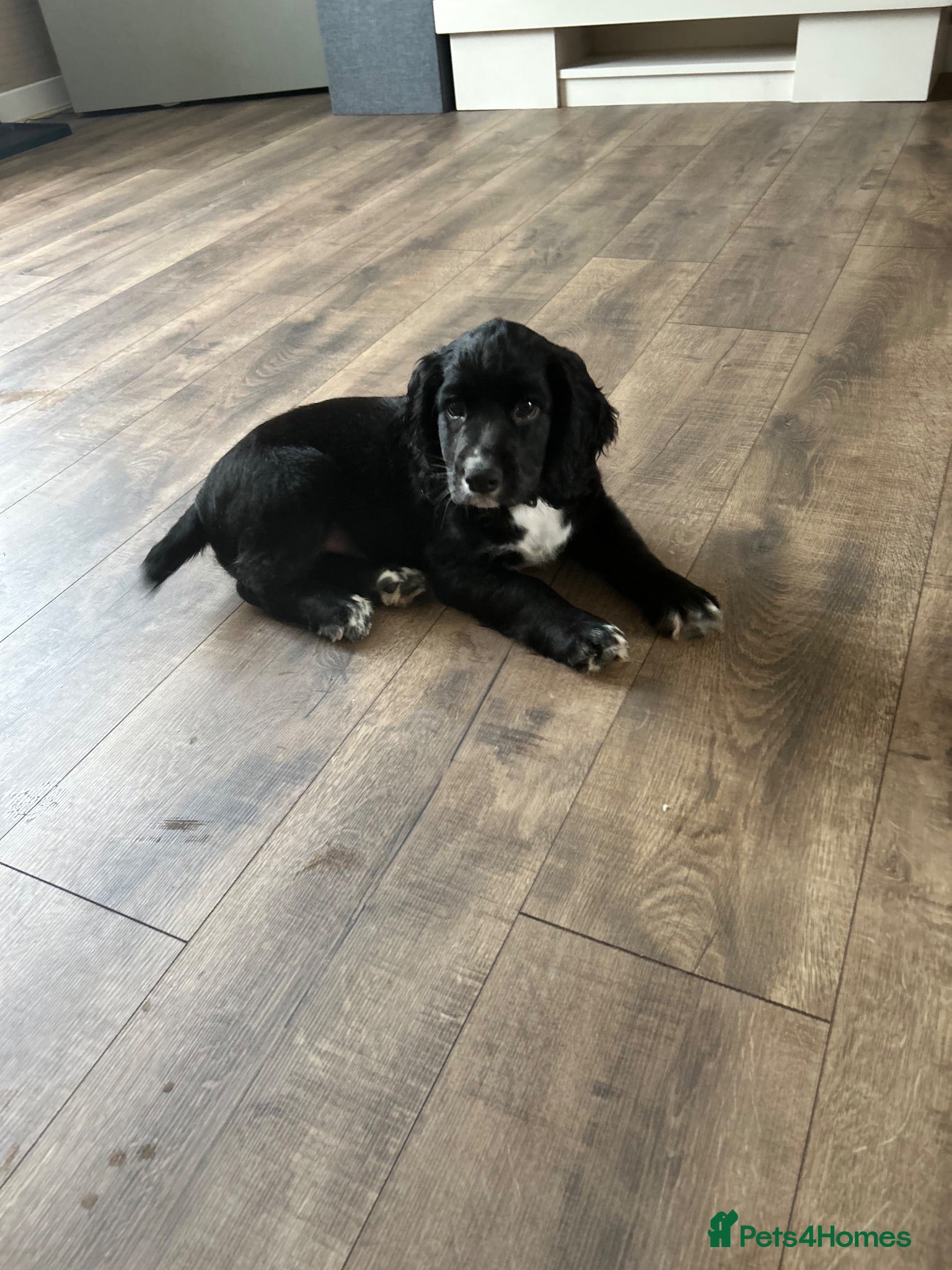 Cocker Spaniel dogs Kc working cocker spaniel puppies now reduced  - Advert 17
