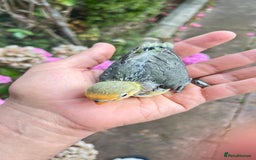 Lovebirds birds for sale: Handfed - tame lovebird babies - Image 6