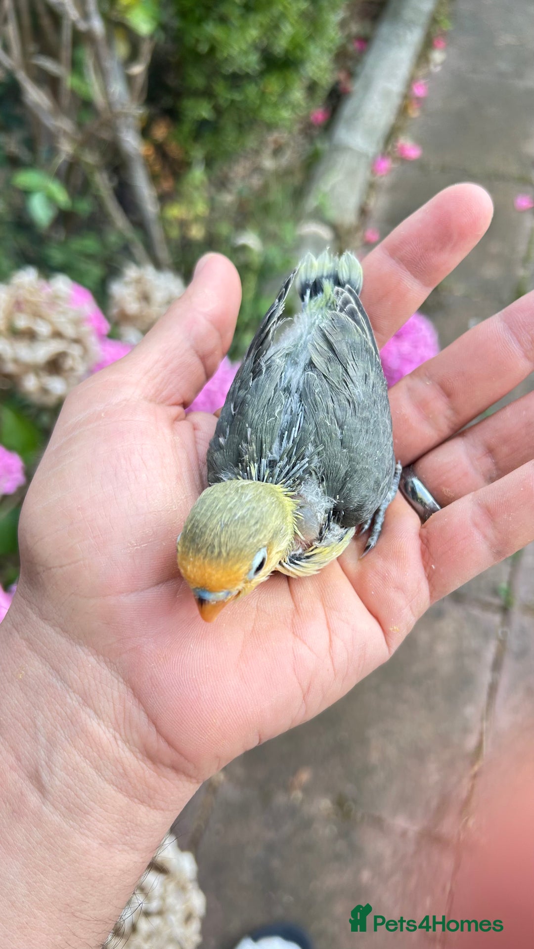 Lovebirds birds for sale: Handfed - tame lovebird babies - Image 6