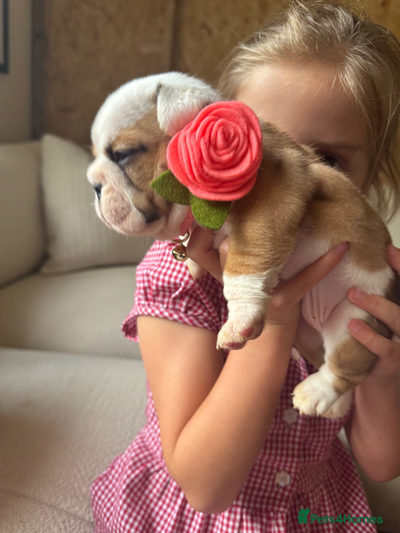 English Bulldog dogs 2 girls left!Kc registered 1 fullwhite 1 red&white - Advert 5