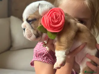 English Bulldog dogs 2 girls left!Kc registered 1 fullwhite 1 red&white - Advert 5