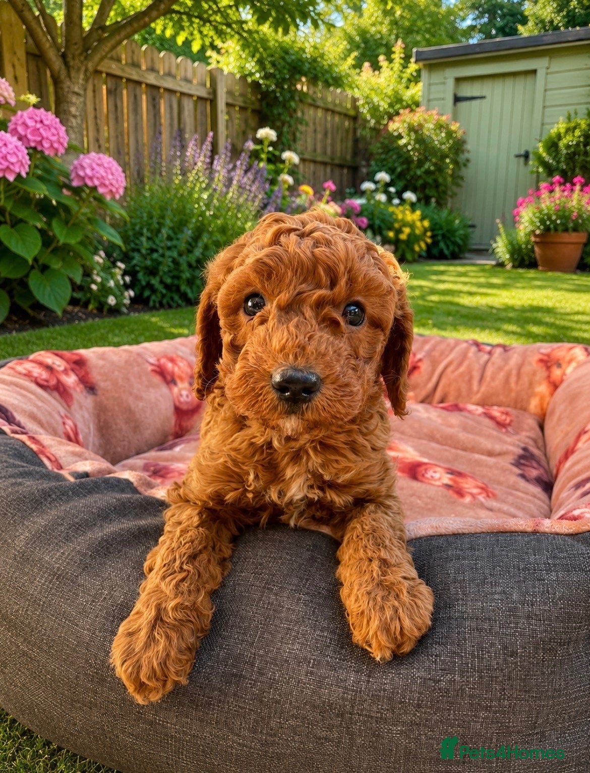 Miniature Poodle dogs KC Registered Deep Red Miniature Poodle Puppies - Advert 7