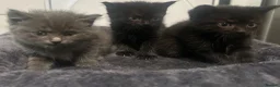 Burmese cats for sale: 🐾 Burmese x British Shorthair Kittens 🐾 - Advert 11