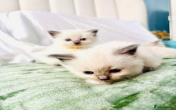 Ragdoll cats for sale: Gorgeous pedigree little babies  - Image 6