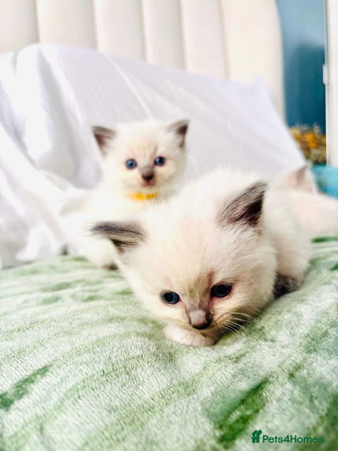 Ragdoll cats for sale: Gorgeous pedigree little babies  - Image 6